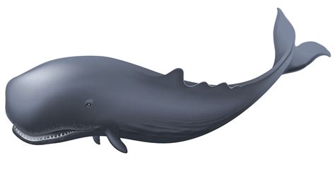 89+ Blue Whale Icon Png Download - 4kpng