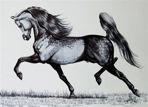 The Spirited Arabian Horse Drawing by Cheryl Poland