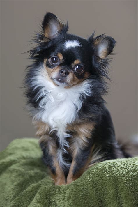 Perfect How Much Are Long Haired Chihuahua Puppies For Short Hair ...