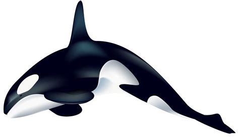 Orca PNG Transparent Clip Art Image | Gallery Yopriceville - High-Quality Free Images and ...