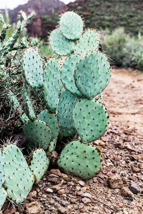 Prickly Pear Cactus In Arizona | Nature Stock Photos ~ Creative Market