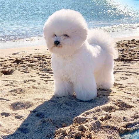 14 Pictures Only Bichon Frise Owners Will Think Are Funny - The Dogman