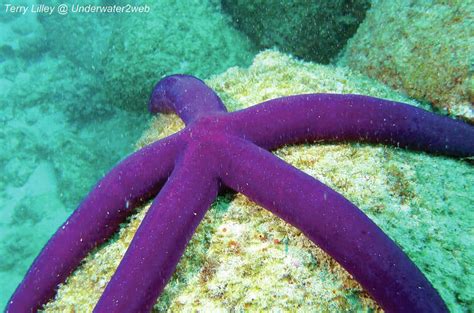 CRITTER: Pe‘a the purple velvet sea star, a rare find - The Garden Island