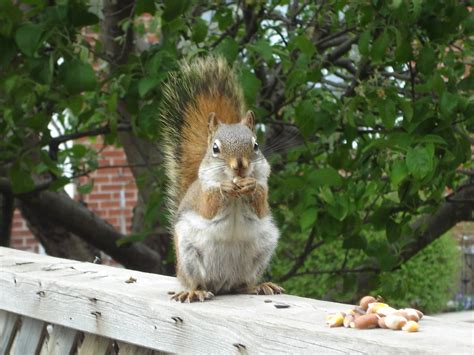 Squirrel eating nuts, red squirrel HD wallpaper | Wallpaper Flare