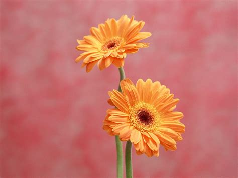 Gerbera Daisies Wallpapers - Wallpaper Cave