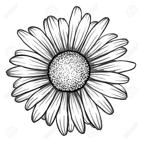 Daisy Outline Drawing | Free download on ClipArtMag