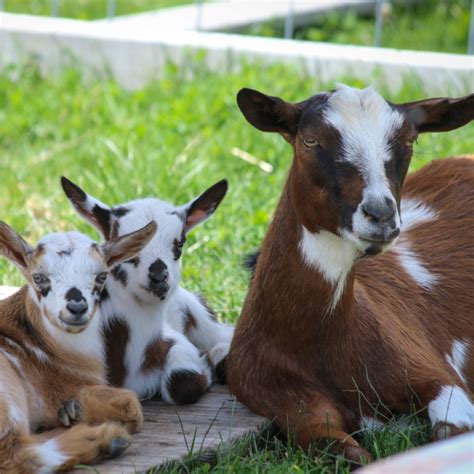 Mini Alpine & Nigerian Dwarf Goats | Rusty Bench Farm and Orchard