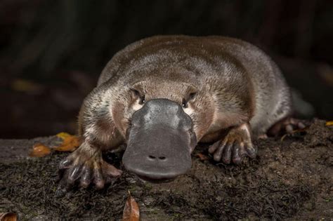 Are Platypus Poisonous? Everything You Need To Know – Ocean Action Hub