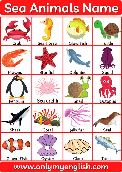 Ocean Animals List With Pictures