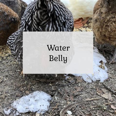 Water Belly (Ascites) in Chickens - The Cape Coop