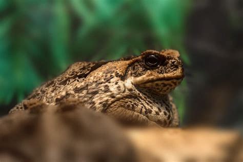 Are Cane Toads Poisonous? (Risks)