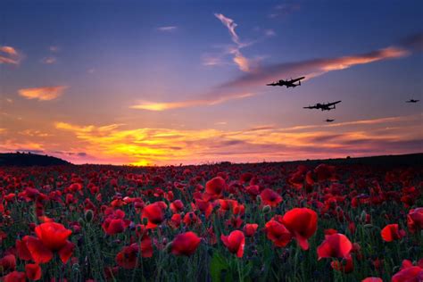 Poppy field - craibas.al.gov.br