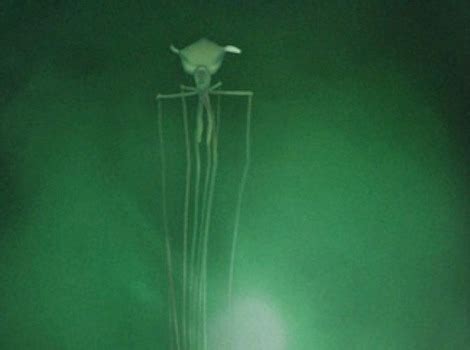 Enjoy your nightmares about this squid and its creepy extra-long tentacles | Grist