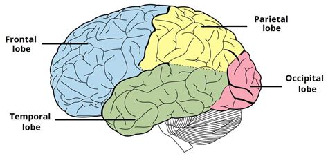 The Cerebrum - Lobes - Vasculature - TeachMeAnatomy