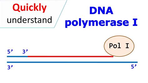 Dna Polymerase 1 Vs 3