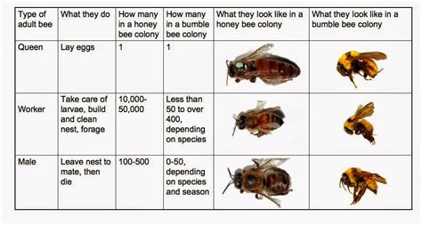 Big City Sustainability: 'to Bee, or not to Bee' that is the urban ...