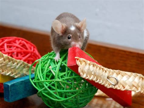 Best Toys for Pet Mice: Our Picks to Keep Mice Entertained | Animallama