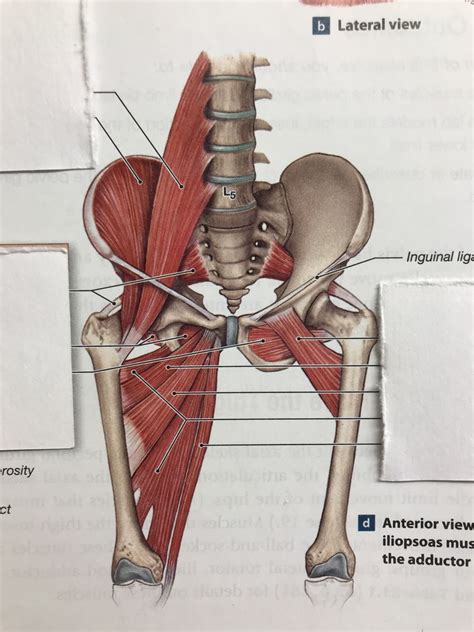 (7) Muscles of the Pelvic Girdle and Lower Limb Diagram | Quizlet