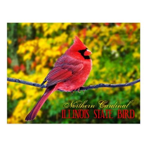 Illinois State Bird - Northern Cardinal Postcard | Zazzle