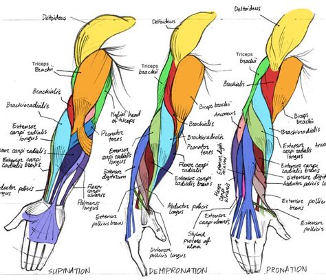 Arm Muscle Diagram Drawing Label The Muscles Of The Arm Anatomy ...