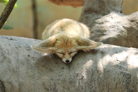 A Sleeping Fennec Fox · Free Stock Photo