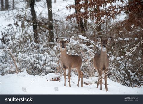 691 Deer in a snow storm Images, Stock Photos & Vectors | Shutterstock