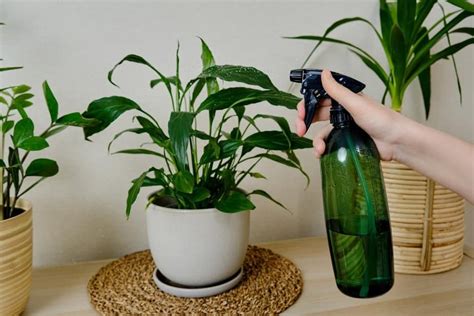 How To Use Neem Oil On Indoor Plants - Indoor Plants For Beginners