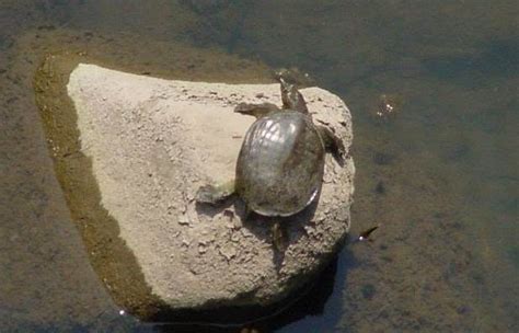 Chinese Softshell Turtle Facts and Pictures