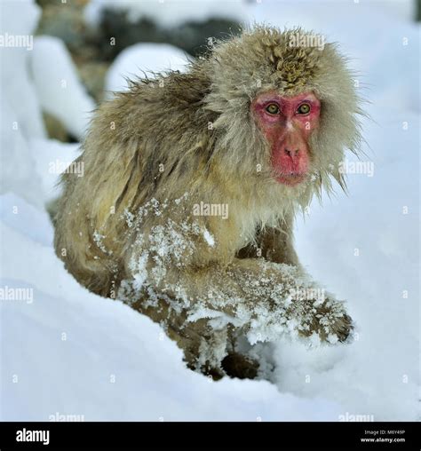 Snow monkey in snow. Winter season. The Japanese macaque ( Scientific name: Macaca fuscata ...