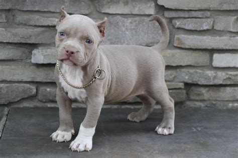 American Pit Bull Terrier Puppies For Sale | Austin, TX #202512