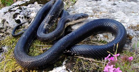 Black Rat Snake - A-Z Animals