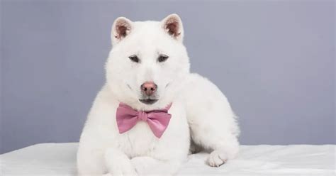 Kishu Ken Dog Breed Information