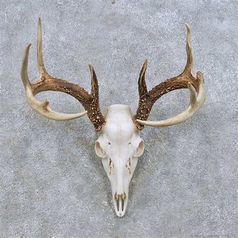 Whitetail Deer Skull European Mount For Sale #14648 @ The Taxidermy Store | Deer skulls, Deer ...