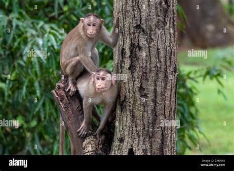 Two monkeys playing on the tree branch in the forest showing emotions to other monkey Sanjay ...