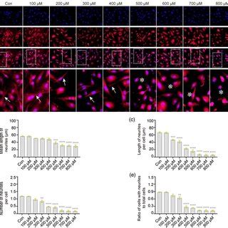 H2O2 results in disordered microtubule structure in VSC4.1 cells.... | Download Scientific Diagram