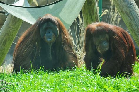 Orangutan Caring Week – Virginia Zoo