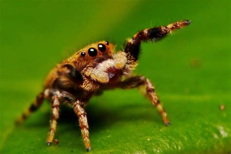 12 Pictures of Invertebrates | Jumping spider, Cute animals, Spider