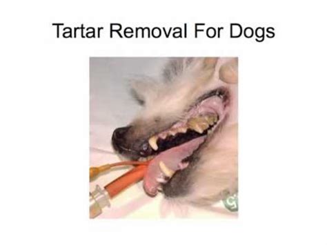 Best Tartar Remover Dogs | A Listly List