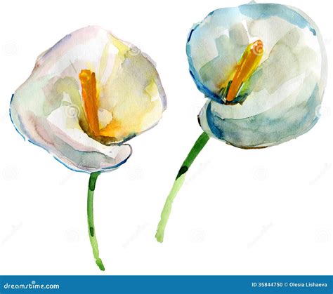 Watercolor Painting Of White Calla Lilies Stock Photo - Image: 35844750