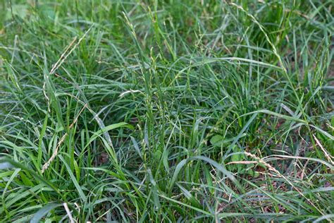 Perennial Ryegrass: Pros and Cons Compared