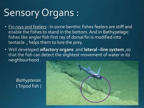 Adaptations in deep sea fishes | PPT