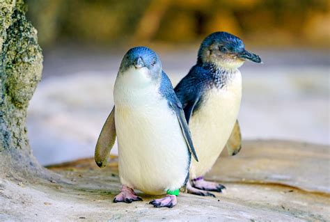 Little penguins that once lived in New Zealand were ridiculously cute - Earth.com