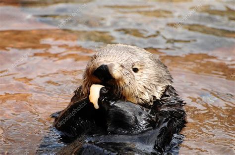 Sea otter feeding — Stock Photo © neelsky #37950419