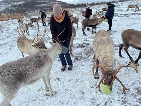 The Sami And Reindeer Experience In Tromsø