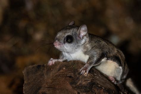 Southern Flying Squirrel | Sean Crane Photography