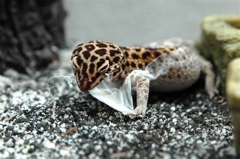 Leopard Gecko Shedding: Symptoms, Stuck Shed, Tips & More