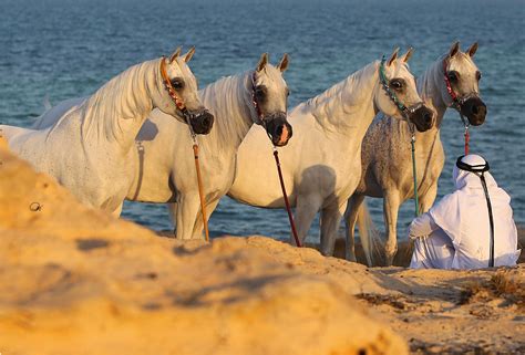 Arabian Horses In Desert Hd - 1947x1319 Wallpaper - teahub.io