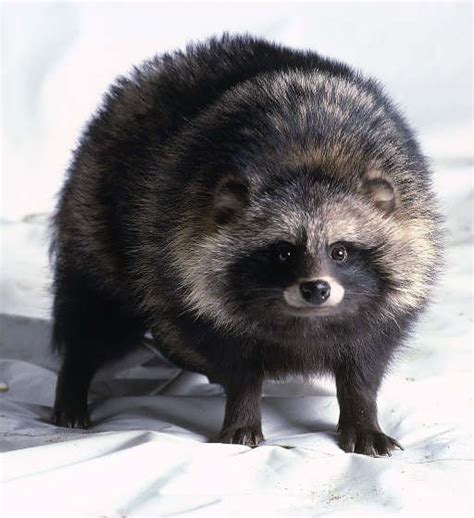 African Raccoon Dog : aww