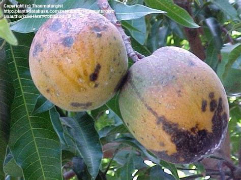 PlantFiles Pictures: Mango 'Haden' (Mangifera indica) by Thaumaturgist