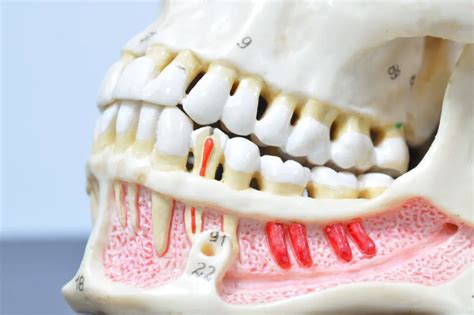 The Anatomy of Your Teeth - West Palm Beach Dentist